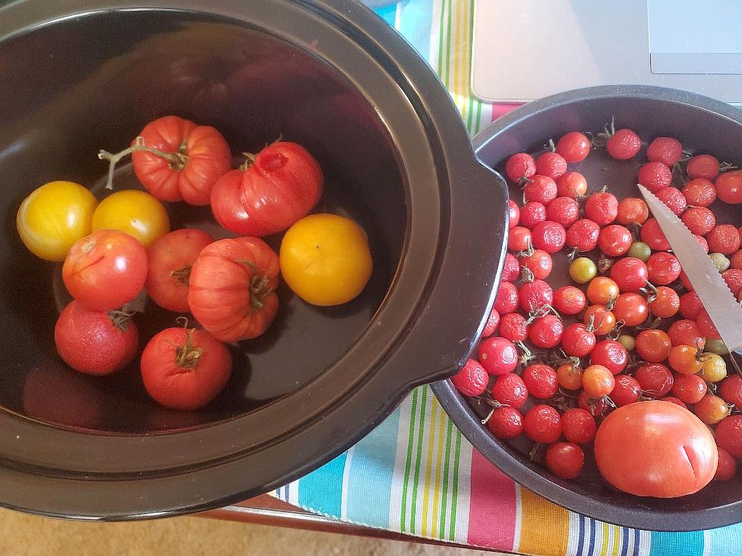 Tomatoes, very last,prepped, 11-25-24, #1.jpg