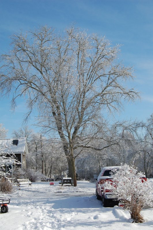 tree in snow.jpg