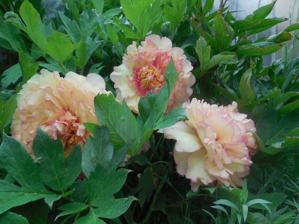 Tree peony.JPG