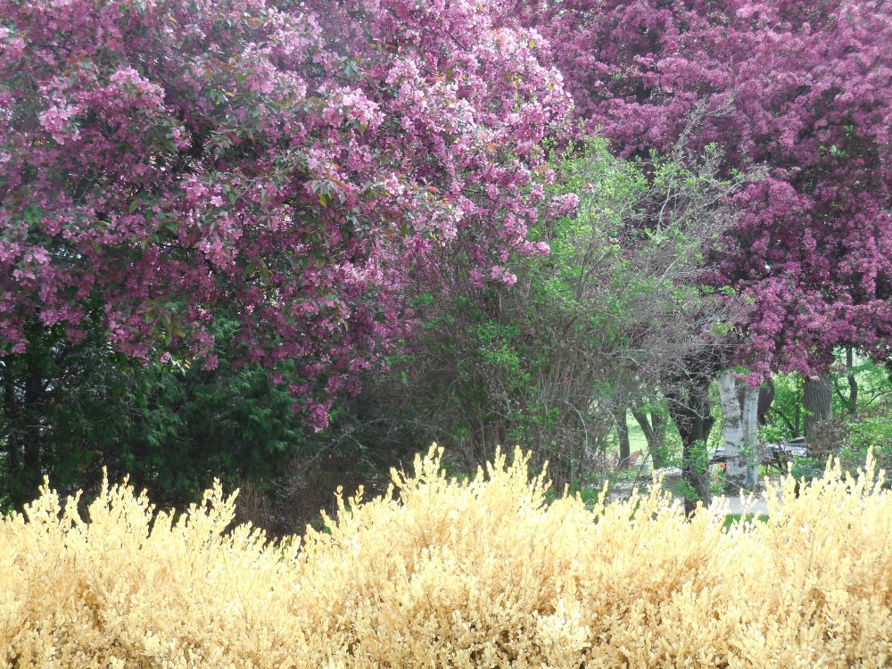 Trees flowering crab.JPG