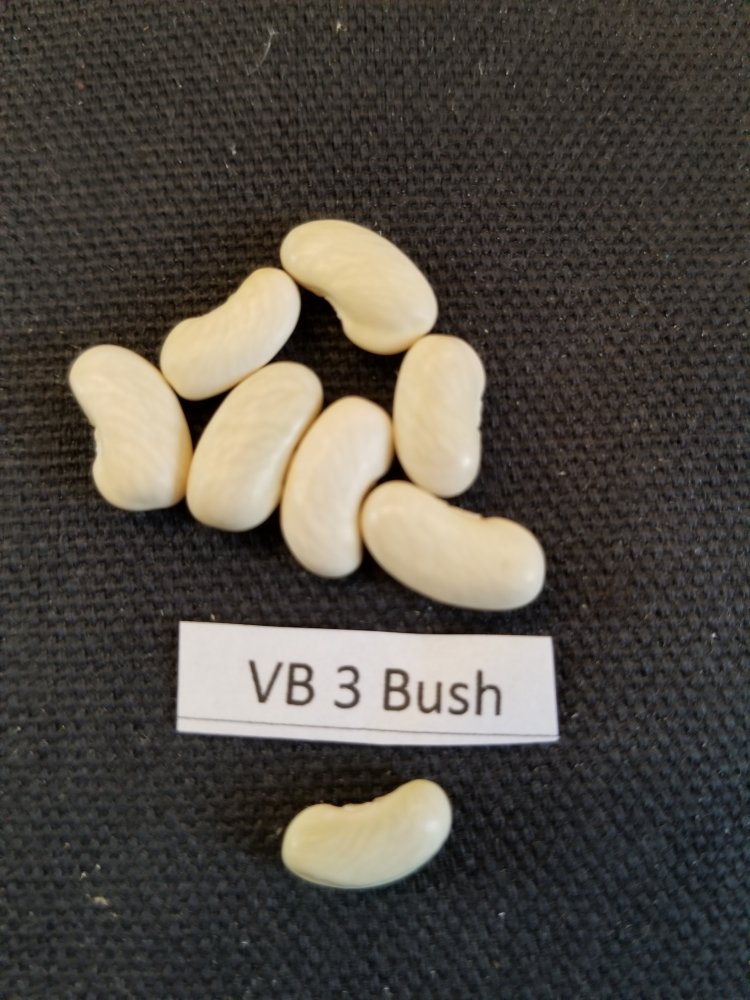 VB 3 Bush.jpg