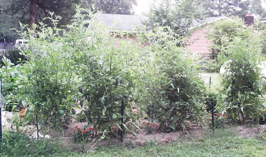 Vegetable Garden 01 061910.jpg