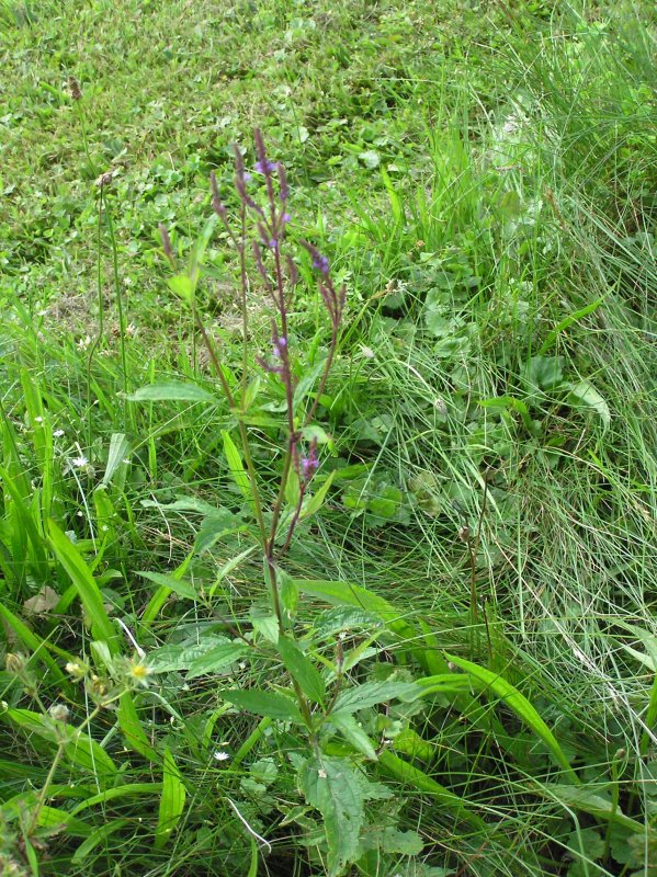 Vervain (1).JPG