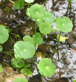 water_pennywort_index.jpg