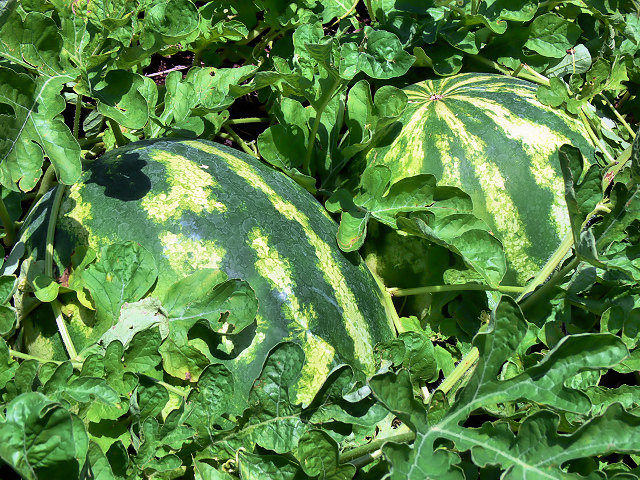 Watermelon_070312.jpg