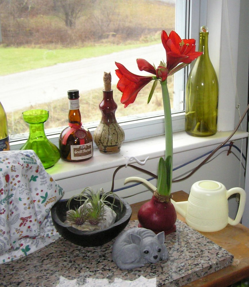 WaxedAmaryllis.JPG