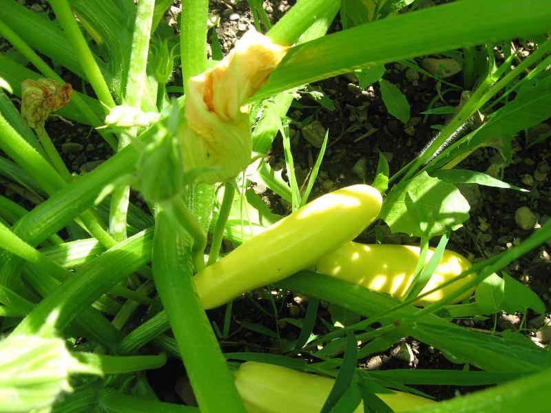 Yellow squash again.jpg