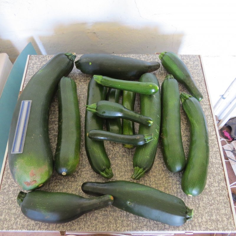 zuchinni.jpg