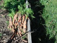 carrots4.JPG