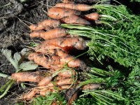 carrots6.JPG