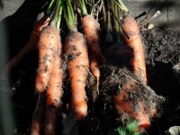 carrots7.JPG