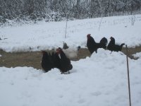 chickens in snow2.JPG