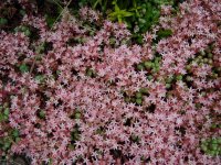 Sedum pallidum from Anatolia.JPG