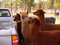 alpacas and hot air balloon005.jpg