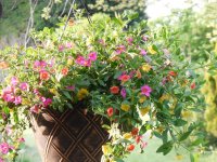 Hanging basket.JPG