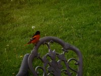 oriole checking out feeder.JPG