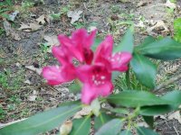 rhodie red.JPG