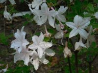 azalea white lights.JPG