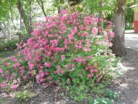 azaleas 2016.JPG