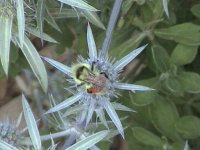 sea holly.jpg