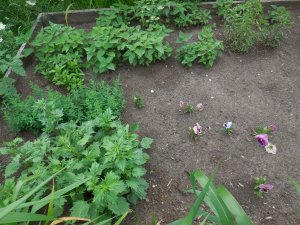 seedling flower bed.JPG