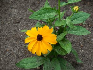 black-eyed susan.JPG