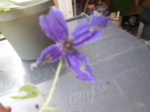 clematis Indigo Sapphire.JPG