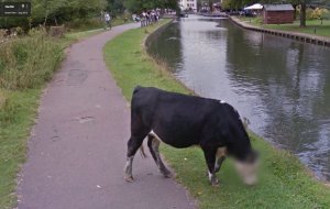 Cow.JPG