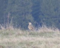 long billed curlew.jpg