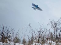 mtn bluebird.jpg