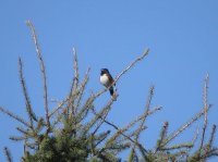 spotted towhee.jpg