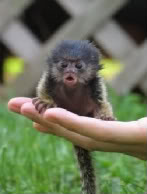 marmoset-1.jpg