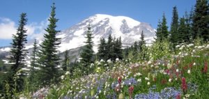 Mt-Rainier-Wildflowers_sml_crp1_1.jpeg