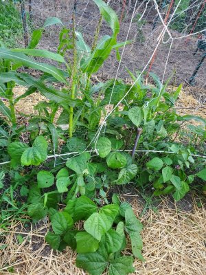 Corn and bush beans, 2nd row, big garden bed, 07-20-22, #1.jpg