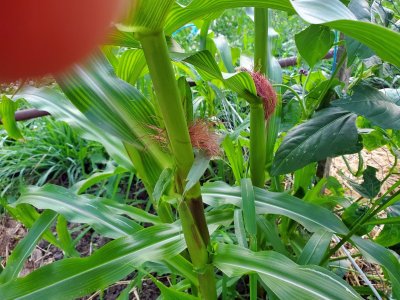 Corn and beans, 2nd row, 07-20-22, #2.jpg