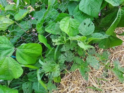 Beans safe, weeds take a hit, 07-20-22.jpg