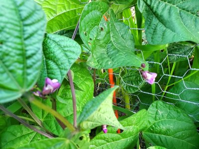 Bush beans, 2nd row, 07-22-22, #1.jpg