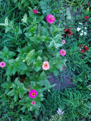 African daisies, 07-20-22, #2.jpg