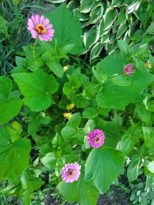 African daisies, 07-20-22, #1.jpg