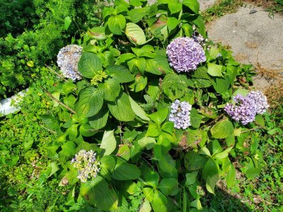 Hydrangea, 07-23-22.jpg