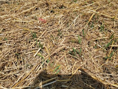 Oats sprouting, 07-23-22, #1.jpg