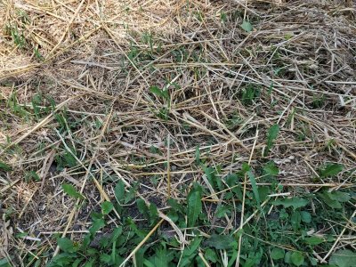 Oats sprouting, 07-23-22, #2.jpg