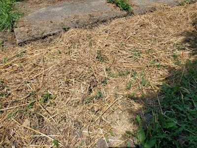 Oats sprouting, 07-23-22, #3.jpg