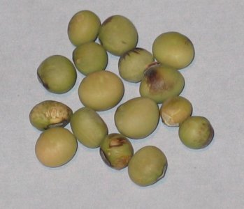 SOYBEAN PI 243529 - GOYO-2013.jpg