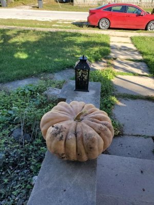 Pumpkin for DD's, 2023, #3.jpg