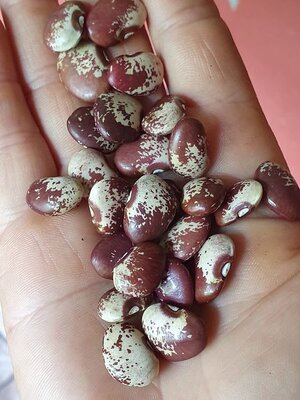 Brazilian Bean #13.jpg