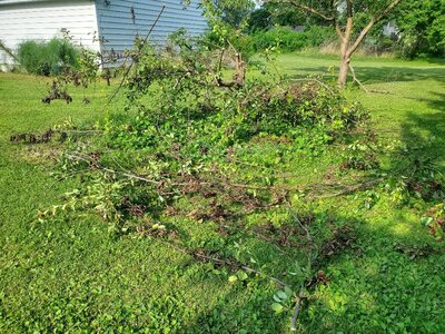 Pruning Bartlett Pear, 07-19-24, #2.jpg