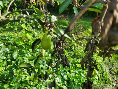 Pruning Bartlett Pear, 07-19-24, #3.jpg