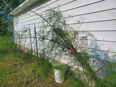 Asparagus, tied up, 07-19-24.jpg