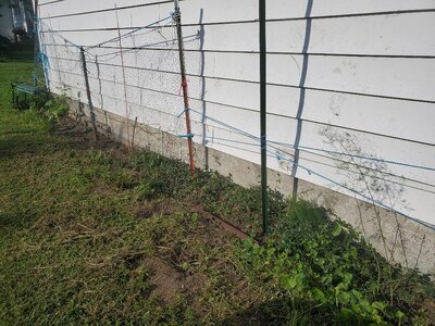 Cucumber and asparagus bed, weeded, 07-19-24.jpg